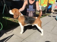 Christine Quinney-spencer - Beagle Stud