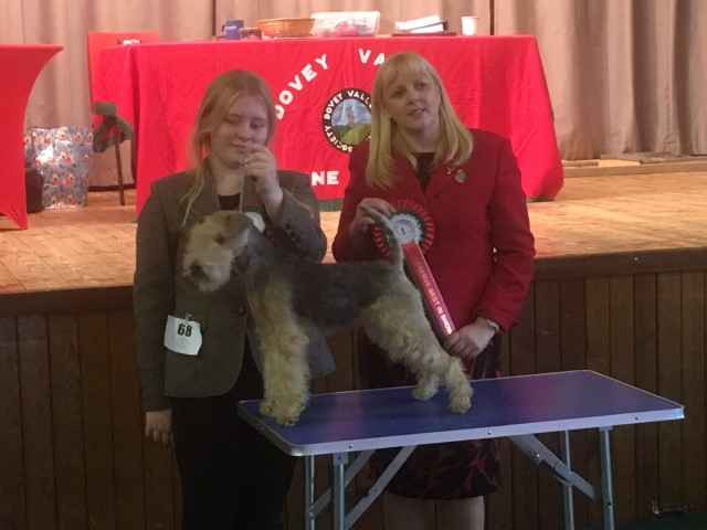 Lakeland Terrier Breeder 21641