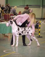 Kris Kingsley - Great Dane Stud