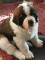 Alchazandis Saint Bernard breeder