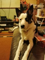 Mandy - Siberian Husky Stud