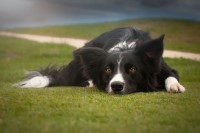 Border Collie thumbnail