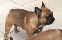 French Bulldog thumbnail