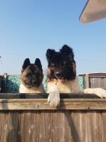 Katherine - Akita Stud