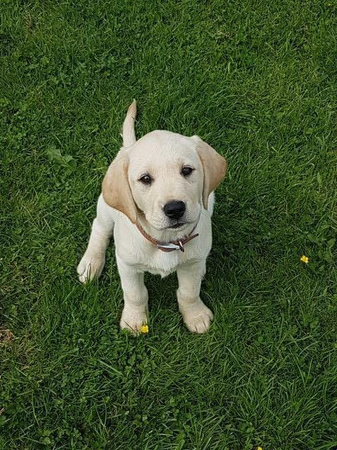 Gillhambrook Labradors