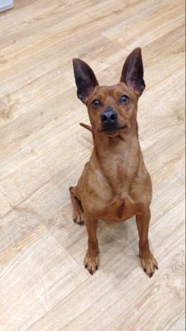 Miniature Pinscher Stud 21374