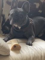 Damon - French Bulldog Stud