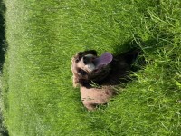 Kerrie - English Cocker Spaniel Stud