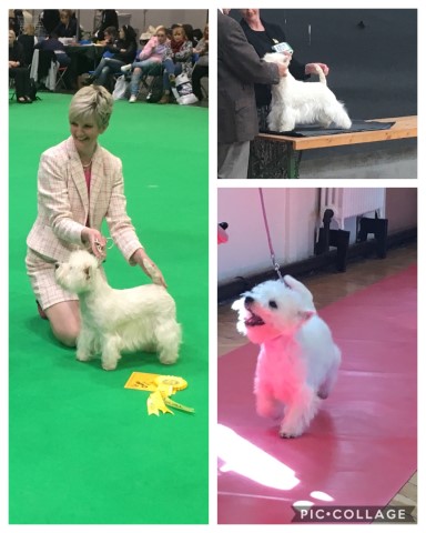 West Highland White Terrier Breeder 21468