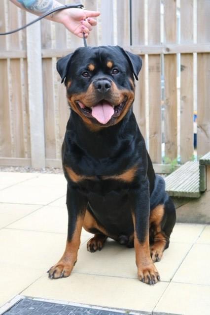 Rottweiler Stud 21649