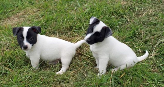 Jack Russell Terrier Breeder 21373