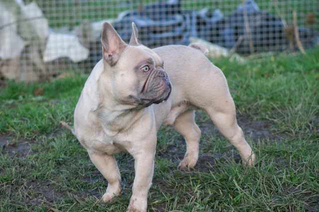 French Bulldog Stud 21451