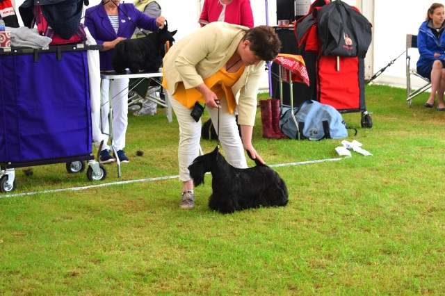 Scottish Terrier Breeder 21293