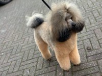Poodle Toy thumbnail