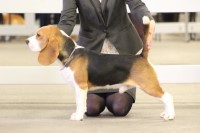 Louis James-Dow - Beagle Stud