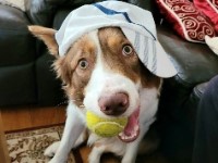 Anushka - Border Collie Stud