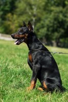 VSUK Doberman Pinscher breeder