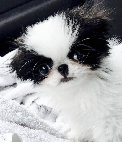 Japanese Chin Breeder 21493