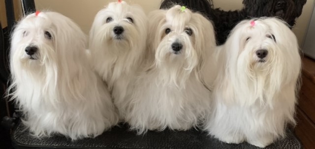 Cukoton Coton De Tulear