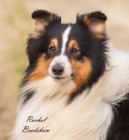 Shetland Sheepdog Breeders Near You