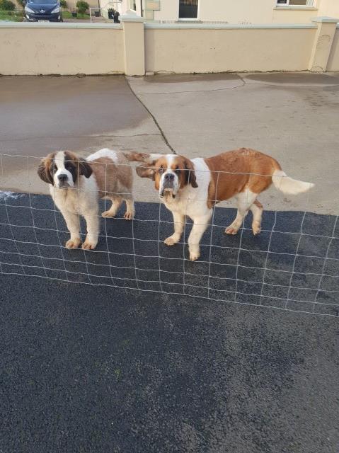 Saint Bernard Breeder 21580