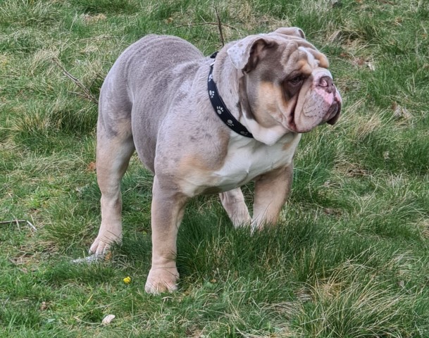 English Bulldog Stud 21602