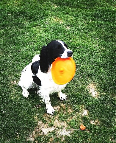 English Springer Spaniel Stud 21359