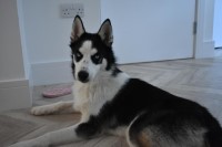 Olivia\Mónica - Siberian Husky Stud