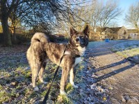 Roksana Kulpinska - Akita Stud