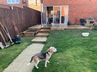 John Shuttleworth - Beagle Stud