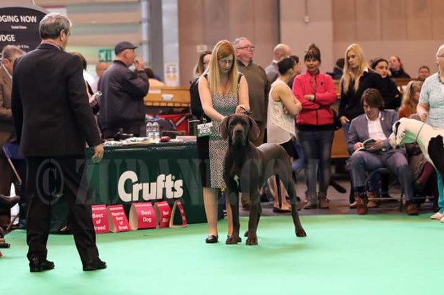 Great Dane Stud 21365