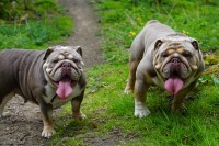 David Dodd - English Bulldog Stud