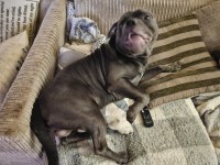 Staffordshire Bull Terrier thumbnail