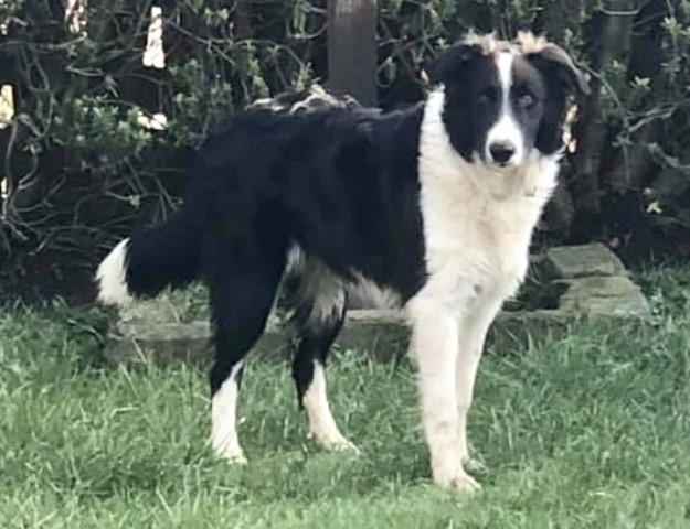 Bridle Dene Border Collies