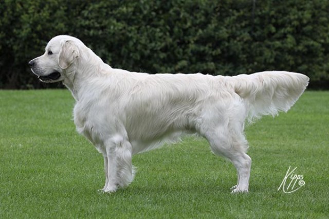 Sylahra Golden Retrievers