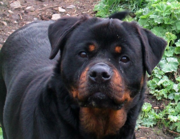 Rottweiler Breeder 21472