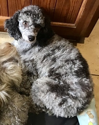 Poodle Standard Breeder 21428