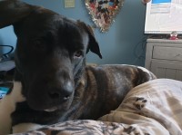 Rebecca - Akita Stud