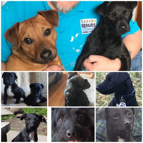 Patterdale Terrier Breeder 14858