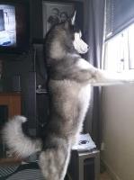 Gemma - Siberian Husky Stud