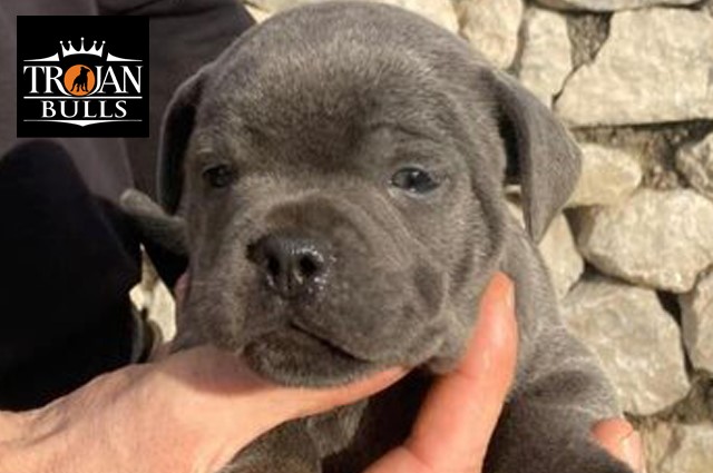 Staffordshire Bull Terrier Stud 21803