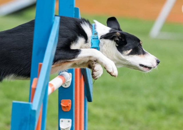 Border Collie Stud 21448