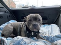 Brandon - Staffordshire Bull Terrier Stud