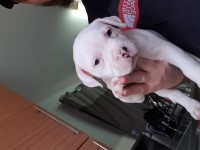 American Bulldog thumbnail