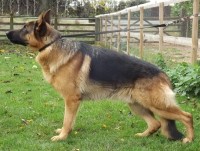 German Shepherd Dog thumbnail