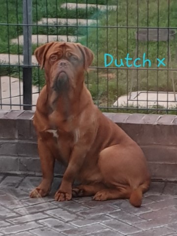 Dogue De Bordeaux Breeder 14112