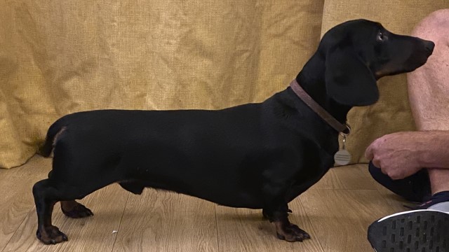 Dachshund Breeder 21732