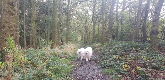 Samoyed Breeder 21465