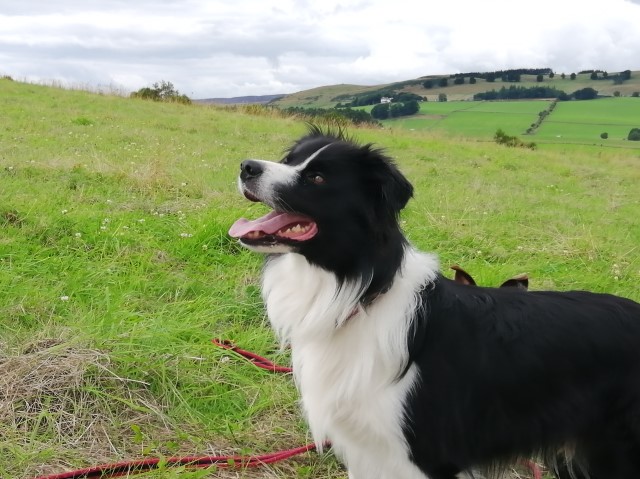 Border Collie Stud 21778