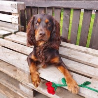 Dave - English Cocker Spaniel Stud